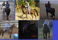 Horse Sizes zpszyxrxbqt
