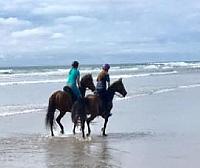 Horses in sea zpscplc5k5e
