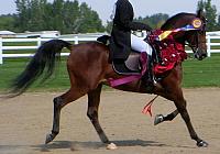 Park horse zpsgxmgsixc