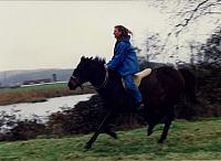 Shamrock2