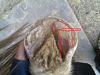 Shan Left hind