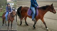 amoresaddles zpsseihdnpo