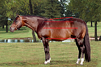 downhill horse zps0bwqozh3