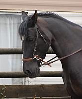 hackamore