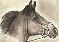 hackamore zpsyzifdxhw