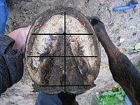 hoof ratios Halla zpsqashoah6