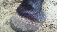 hoof ridge zpsv3ll2nqb