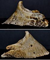 hoofbones zpsdf936e52