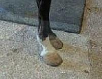hooves2 zps7ndzsvgw