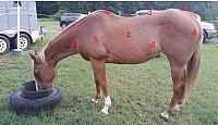 horse score zpsyqvuy6wh