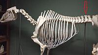 horse spine