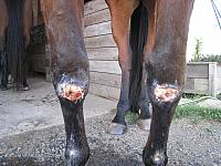 knees2 sept 1 zpsipszhcez