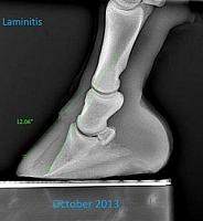 laminitis zpsnymebxs9
