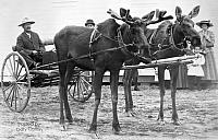 moose wagon