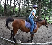 outsaddle8 zpsivmqwqic