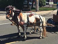team harness