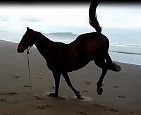the hoof