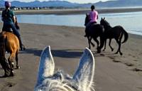 trotting brave