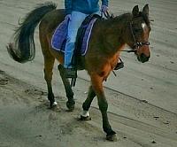xw saddle zpsqolsr7kq